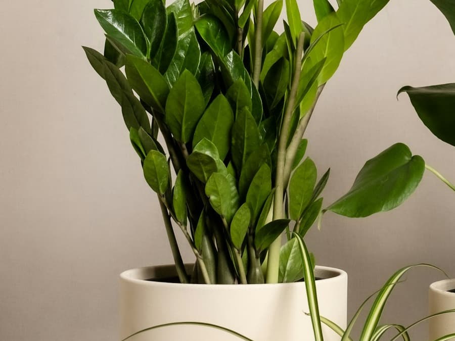 Peace lily style indoor plant in an elegant neutral studio arrangement