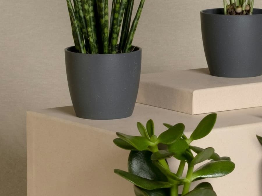 Mature snake plant styled in a cream ceramic pot